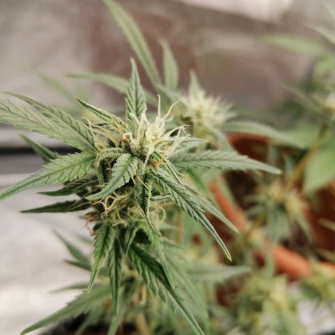 HulkBerry Automatic growlog timeline photo