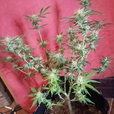 HulkBerry Automatic growlog timeline photo