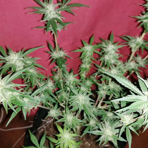 HulkBerry Automatic growlog timeline photo