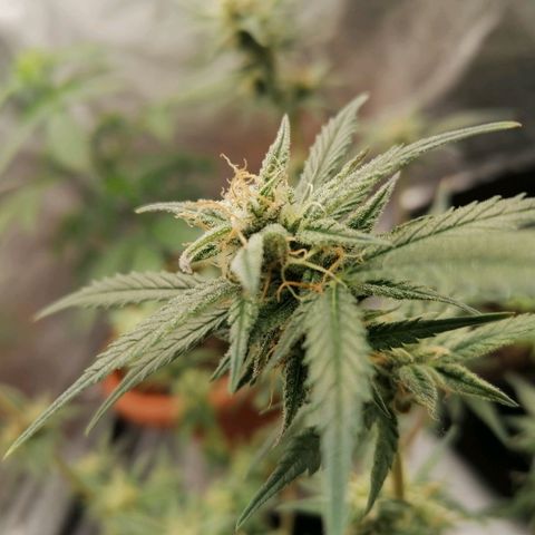HulkBerry Automatic growlog timeline photo