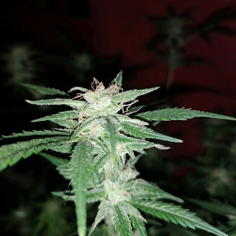 HulkBerry Automatic growlog timeline photo
