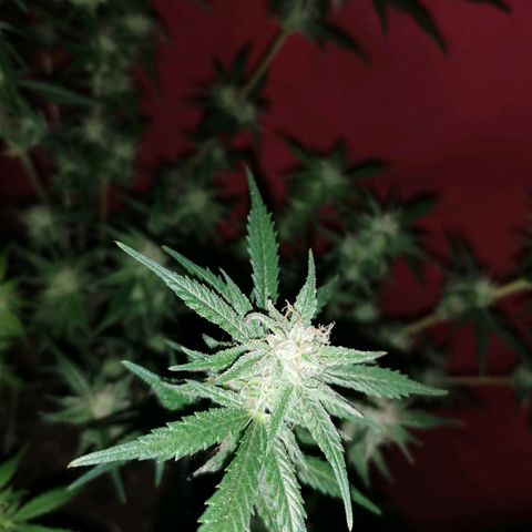 HulkBerry Automatic growlog timeline photo