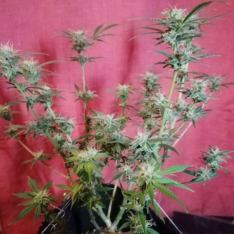 HulkBerry Automatic growlog timeline photo
