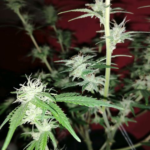 HulkBerry Automatic growlog timeline photo