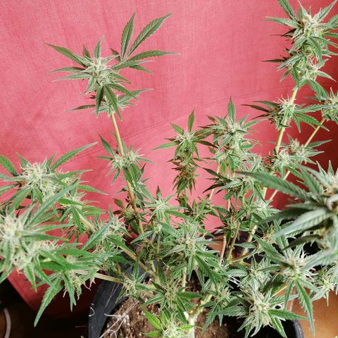 HulkBerry Automatic growlog timeline photo