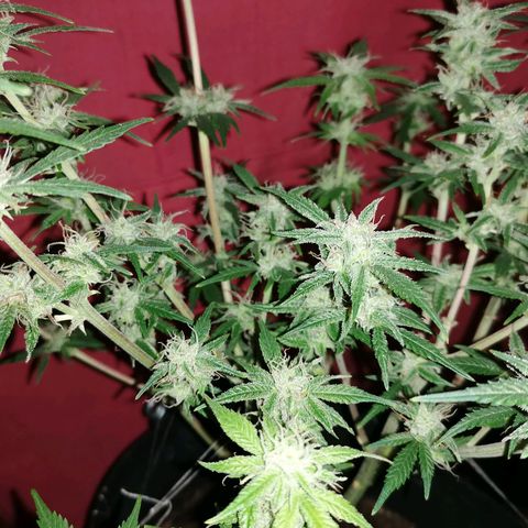 HulkBerry Automatic growlog timeline photo