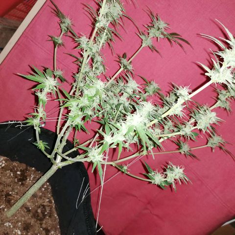 HulkBerry Automatic growlog timeline photo
