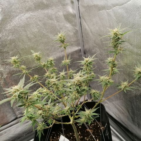 HulkBerry Automatic growlog timeline photo