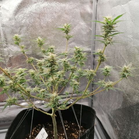 HulkBerry Automatic growlog timeline photo