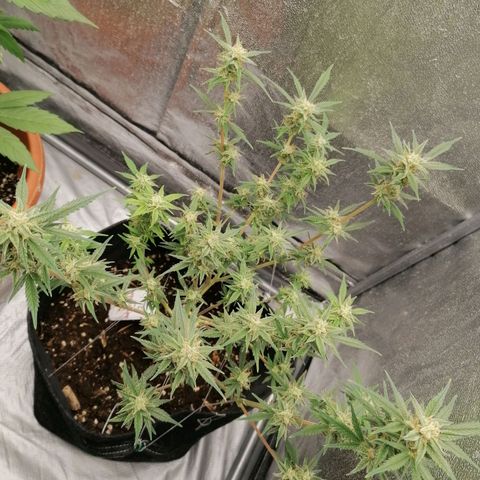 HulkBerry Automatic growlog timeline photo