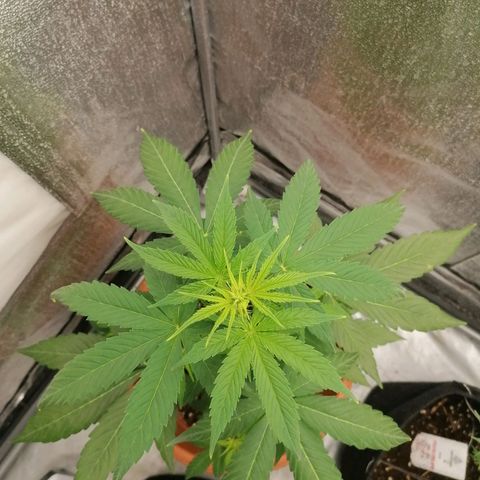 Wedding Cake 2 growlog timeline photo