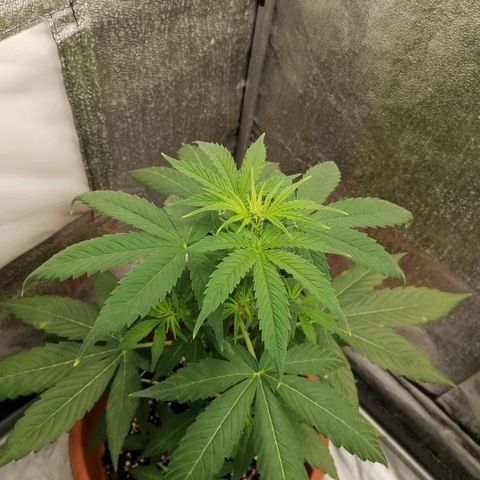 Wedding Cake 2 growlog timeline photo