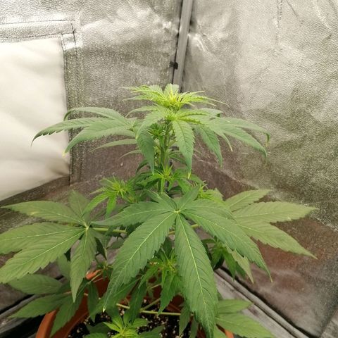 Wedding Cake 2 growlog timeline photo