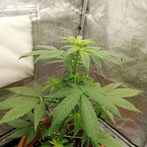 Wedding Cake 2 growlog timeline photo
