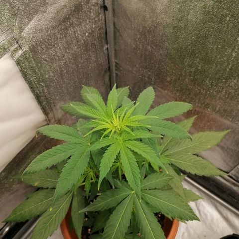 Wedding Cake 2 growlog timeline photo