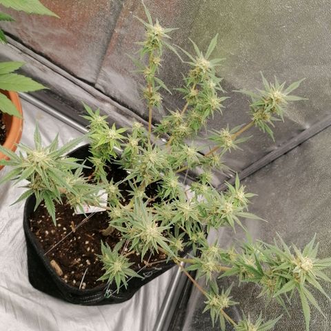 HulkBerry Automatic growlog timeline photo