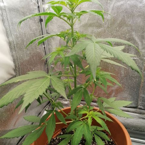Wedding Cake 2 growlog timeline photo