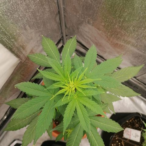 Wedding Cake 2 growlog timeline photo