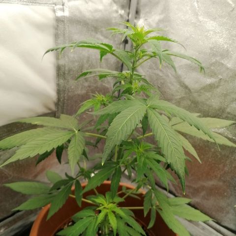 Wedding Cake 2 growlog timeline photo