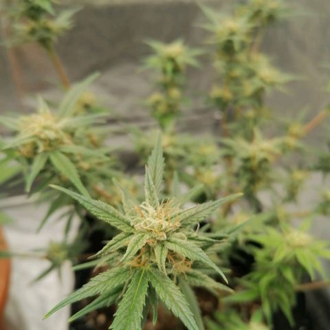 HulkBerry Automatic growlog timeline photo