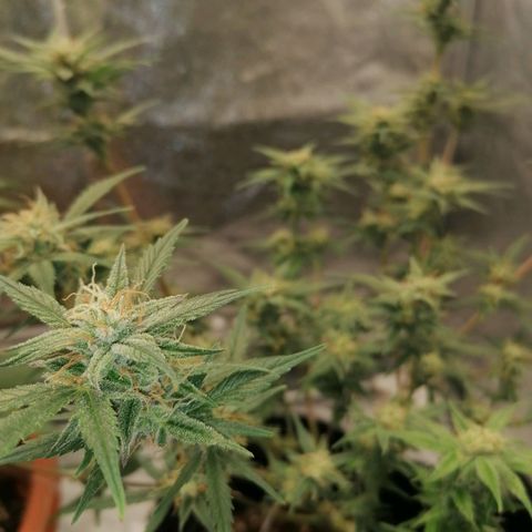 HulkBerry Automatic growlog timeline photo