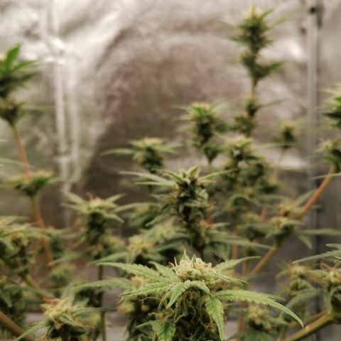 HulkBerry Automatic growlog timeline photo