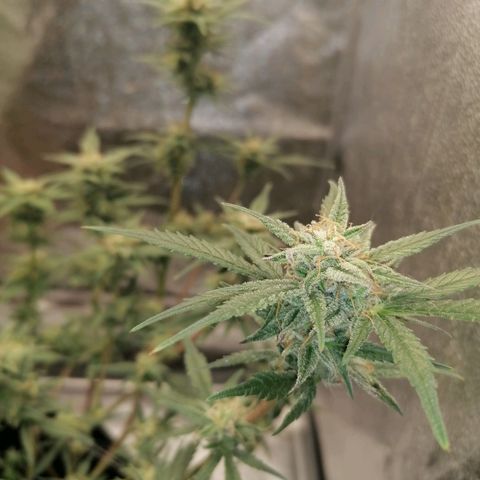 HulkBerry Automatic growlog timeline photo