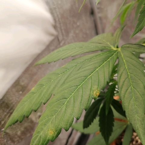 Wedding Cake 2 growlog photo: Macchie sulle foglie 😱