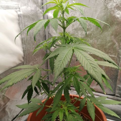 Wedding Cake 2 growlog photo: Macchie sulle foglie 😱
