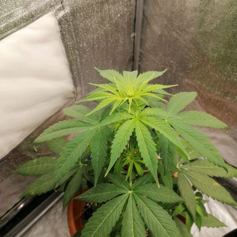 Wedding Cake 2 growlog photo: Macchie sulle foglie 😱
