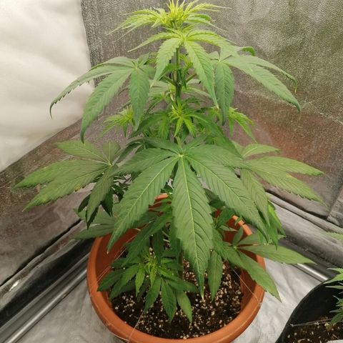 Wedding Cake 2 growlog photo: Macchie sulle foglie 😱