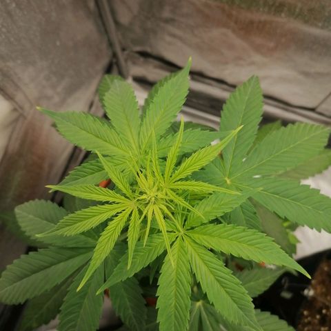 Wedding Cake 2 growlog photo: Macchie sulle foglie 😱