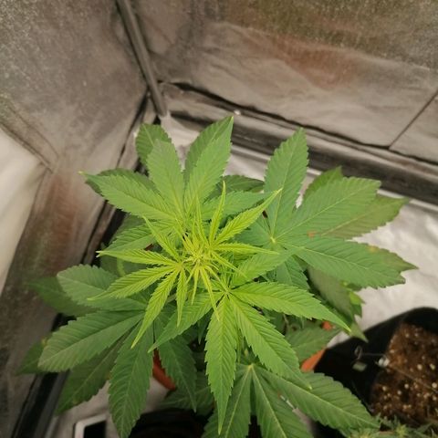Wedding Cake 2 growlog photo: Macchie sulle foglie 😱