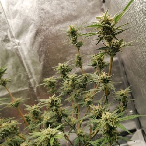 HulkBerry Automatic growlog timeline photo