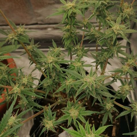 HulkBerry Automatic growlog timeline photo