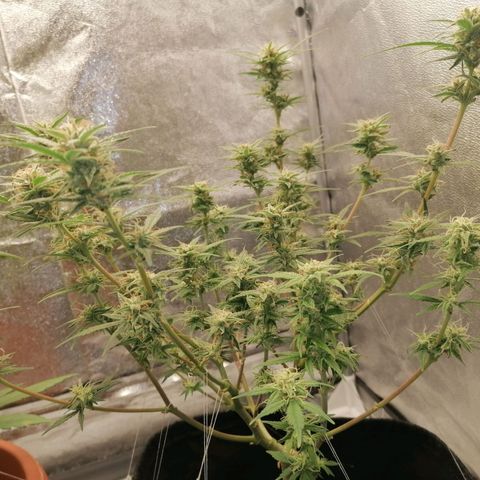 HulkBerry Automatic growlog timeline photo
