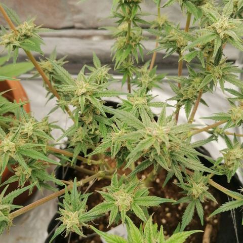 HulkBerry Automatic growlog timeline photo