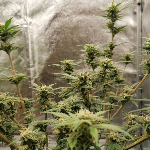 HulkBerry Automatic growlog timeline photo