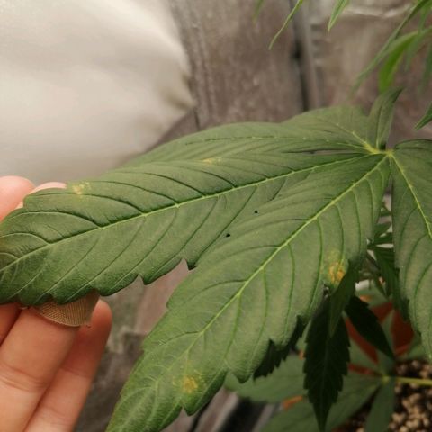Wedding Cake 2 growlog photo: Macchie sulle foglie 😱