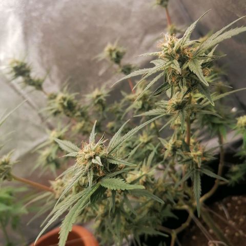 HulkBerry Automatic growlog timeline photo
