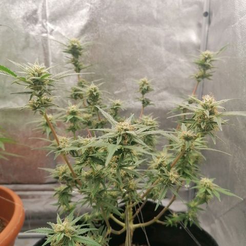 HulkBerry Automatic growlog timeline photo