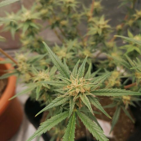 HulkBerry Automatic growlog timeline photo