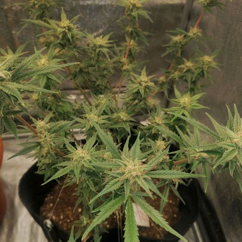 HulkBerry Automatic growlog timeline photo