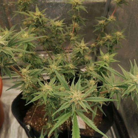 HulkBerry Automatic growlog timeline photo