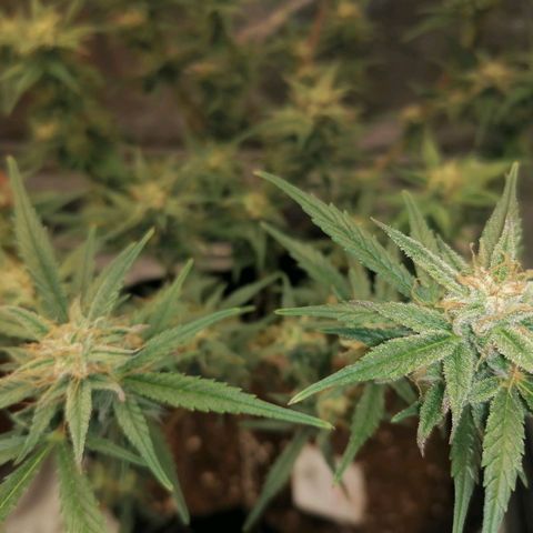 HulkBerry Automatic growlog timeline photo