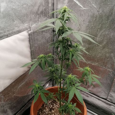 Wedding Cake 2 growlog timeline photo