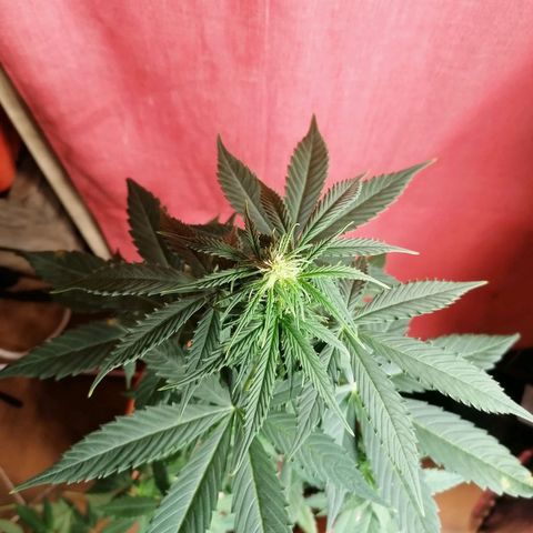 Wedding Cake 2 growlog timeline photo