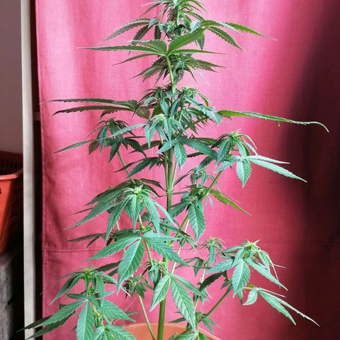 Wedding Cake 2 growlog timeline photo
