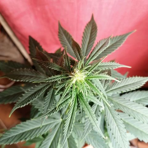 Wedding Cake 2 growlog timeline photo
