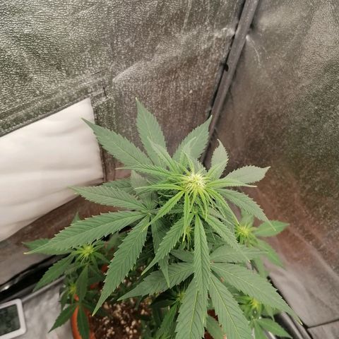 Wedding Cake 2 growlog timeline photo